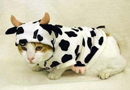 Funny Cat Pics! Something to brighten up your&nbsp;day!