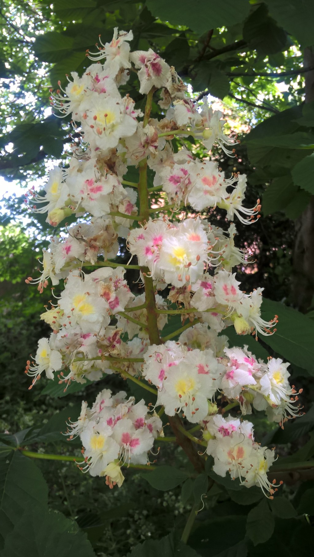 Ţi-au înflorit salcâmii, mamă (Silvia&nbsp;Rîşnoveanu)